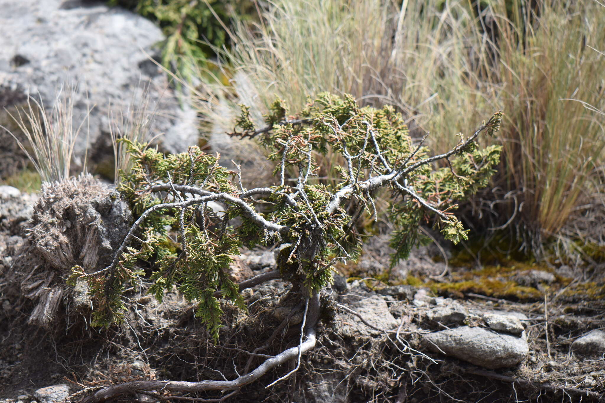 Image of Juniperus monticola subsp. compacta