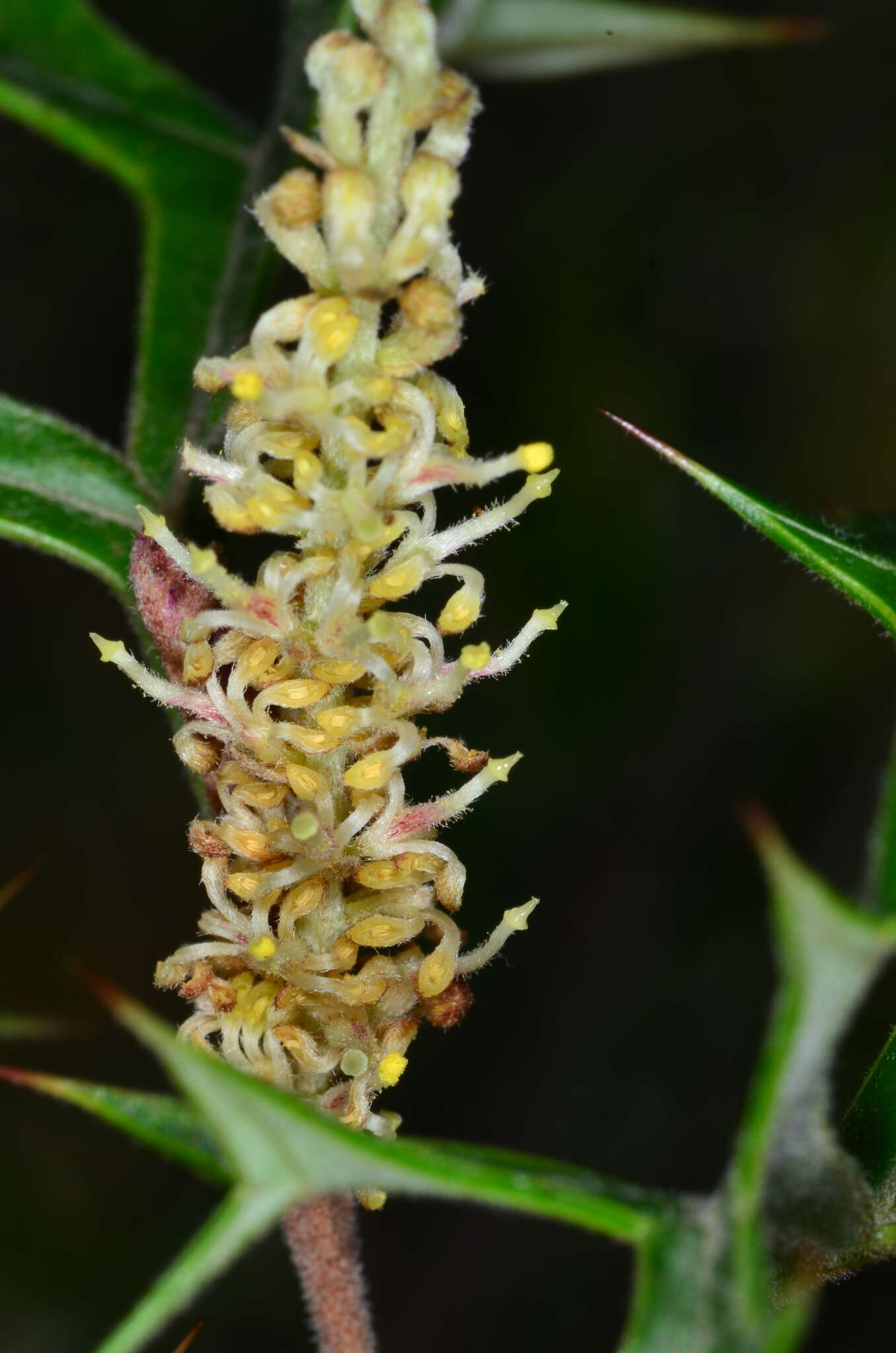 Image of Grevillea ramosissima subsp. ramosissima