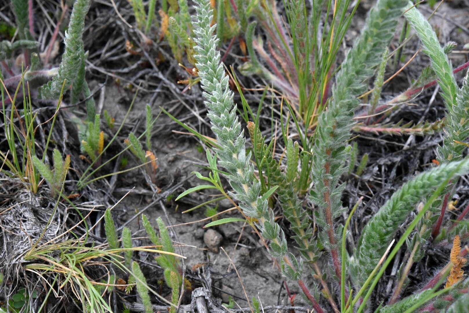 Image de Ivesia sericoleuca (Rydb.) Rydb.