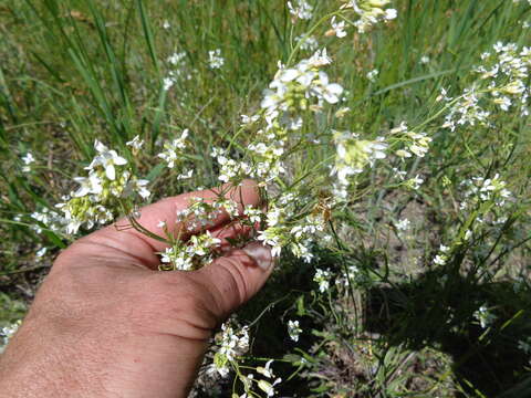 Слика од Pseudoarabidopsis