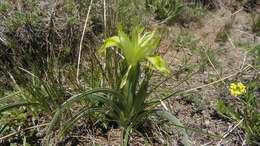 Image of Iris caucasica Hoffm.