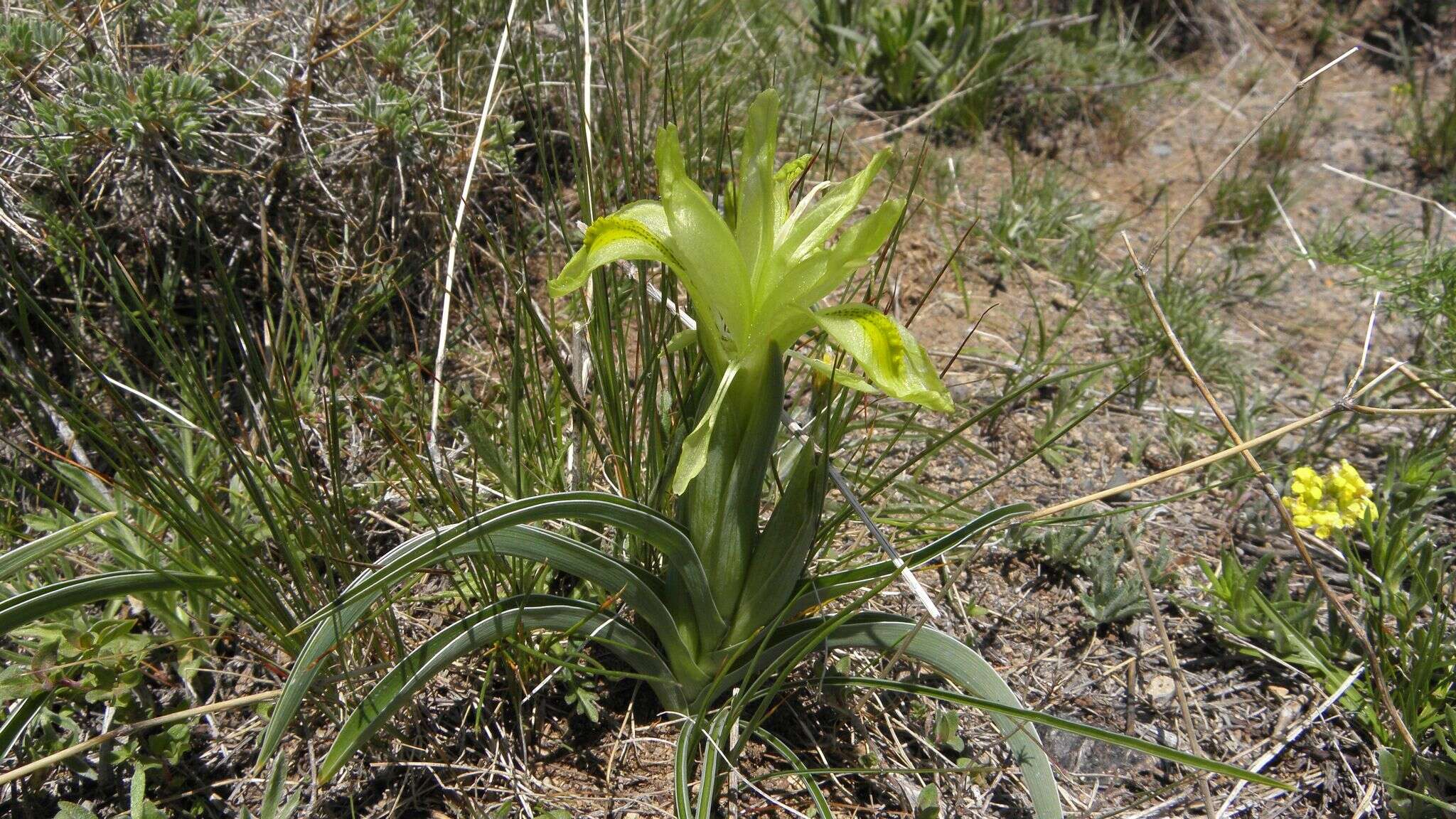 Слика од Iris caucasica Hoffm.