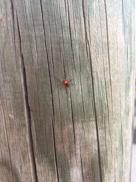 Image of Red-and-black spider