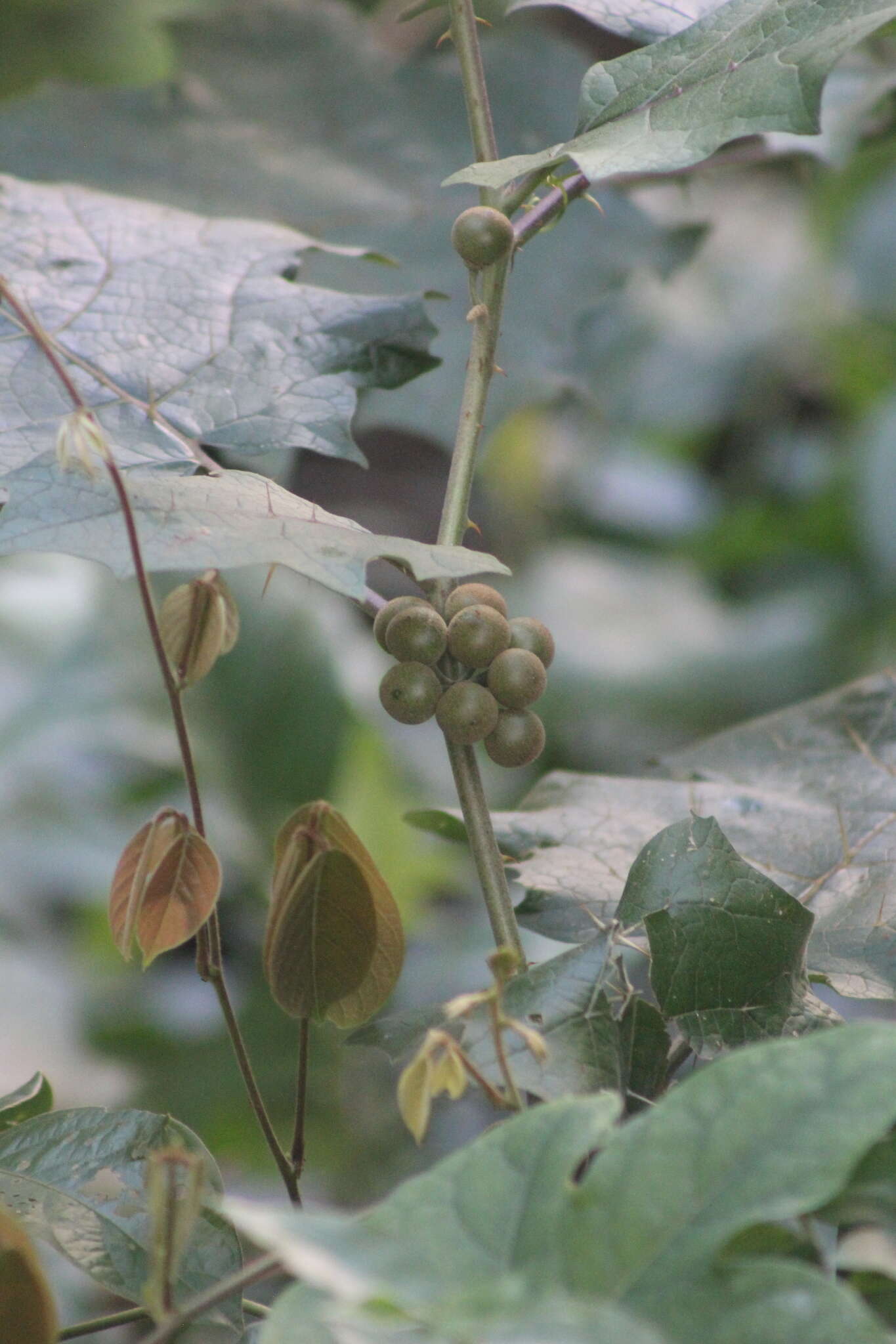 Image de Solanum stramonifolium Jacq.