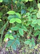 Imagem de Hypericum formosanum Maxim.