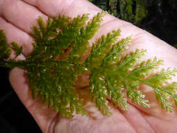 Image of toothed bristle fern