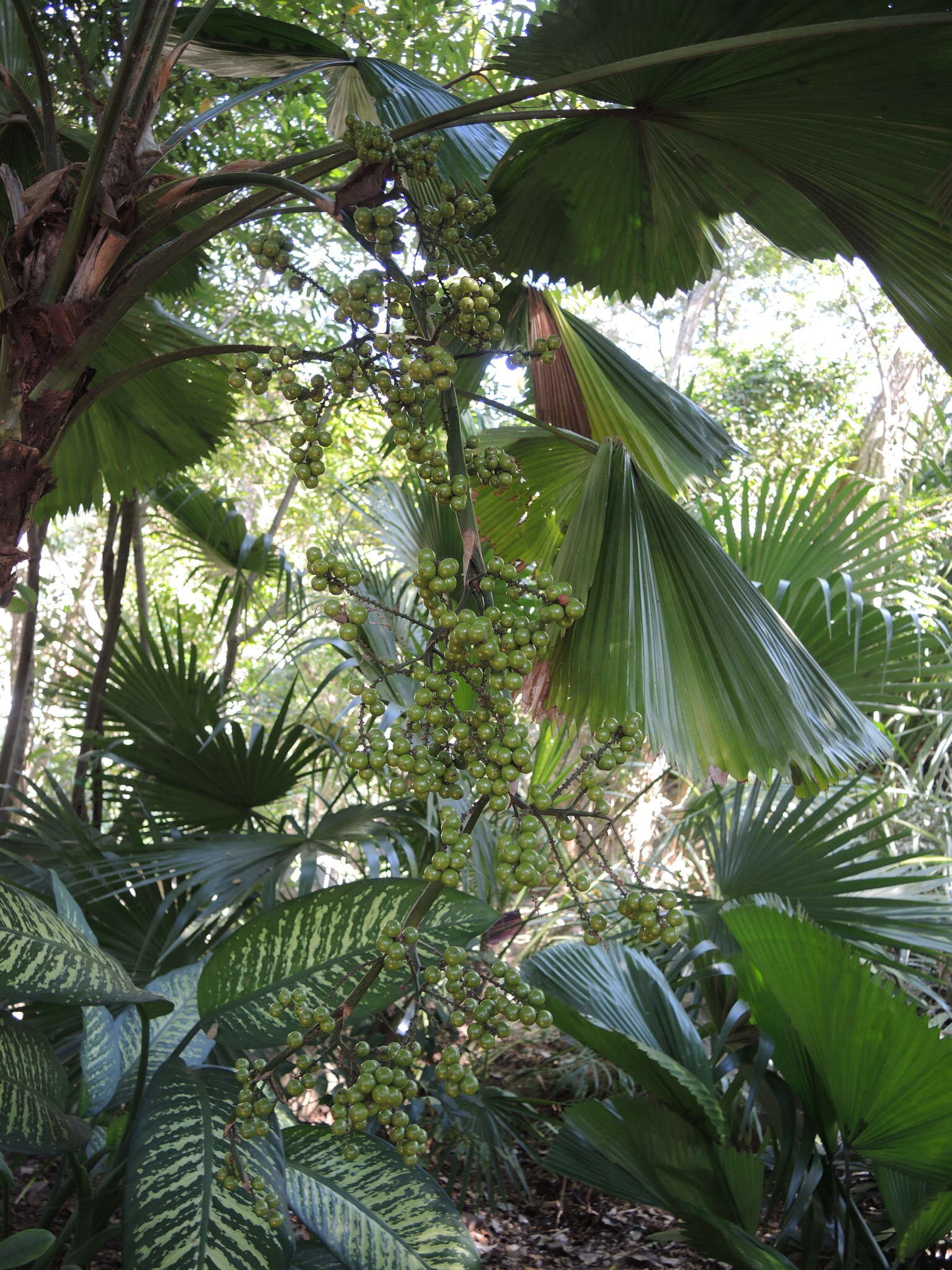 Image of Grosse Licuala Palm