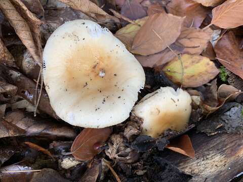 Image of Russula fellea (Fr.) Fr. 1838