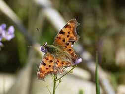 Image of Comma