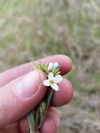 Image of Boivin's Rockcress