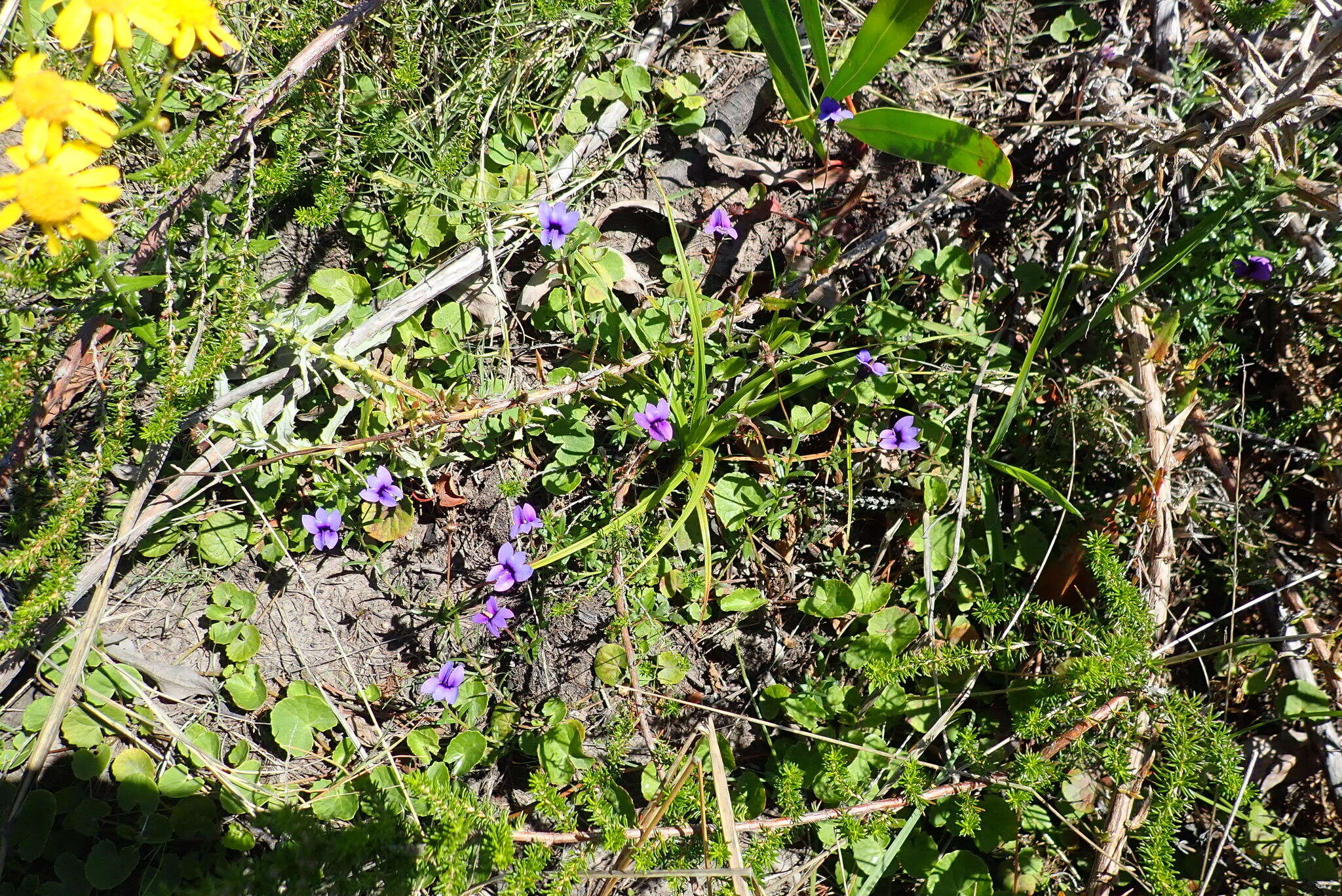 Image of Monopsis unidentata subsp. unidentata