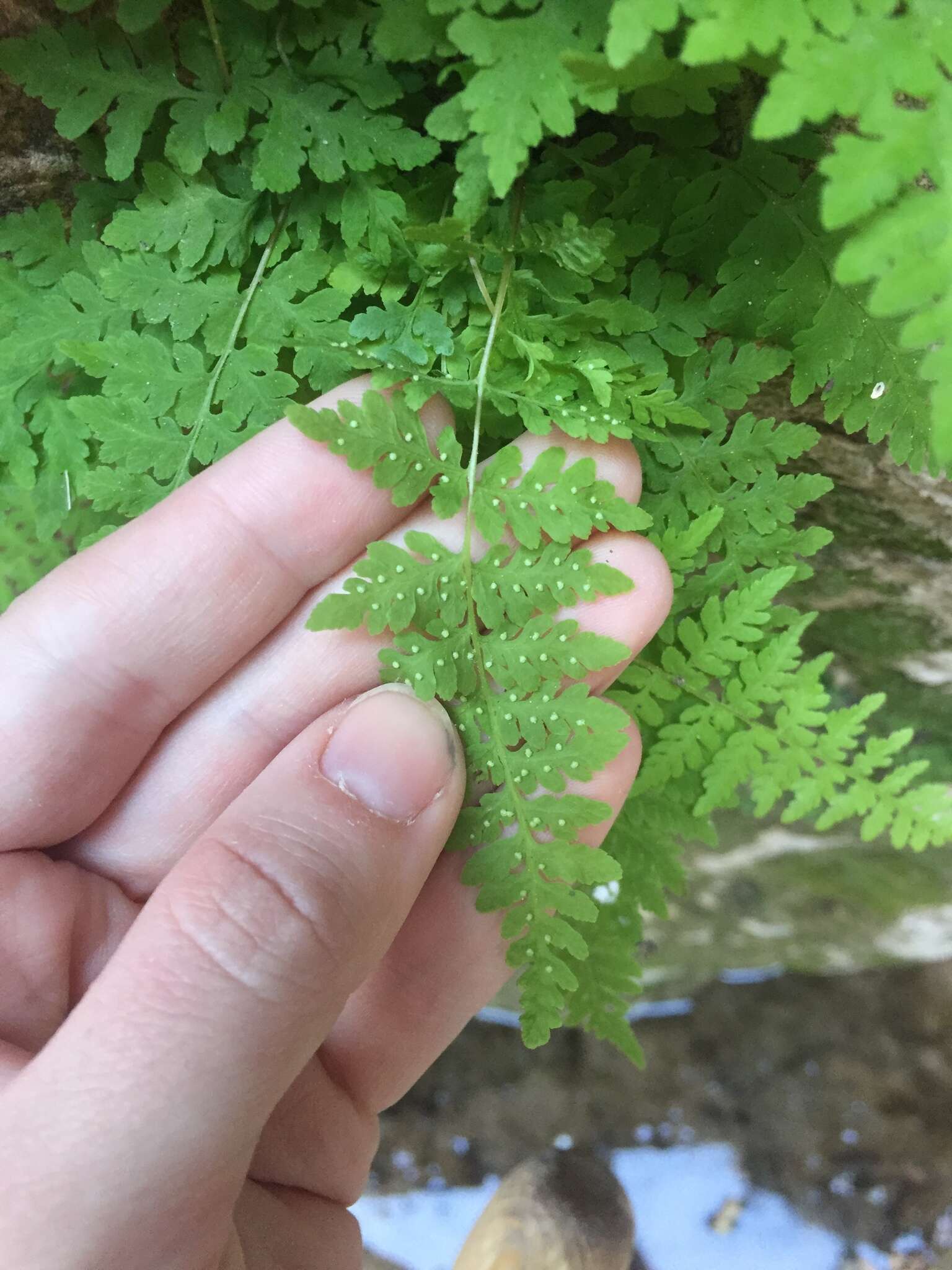 Imagem de Cystopteris fragilis (L.) Bernh.