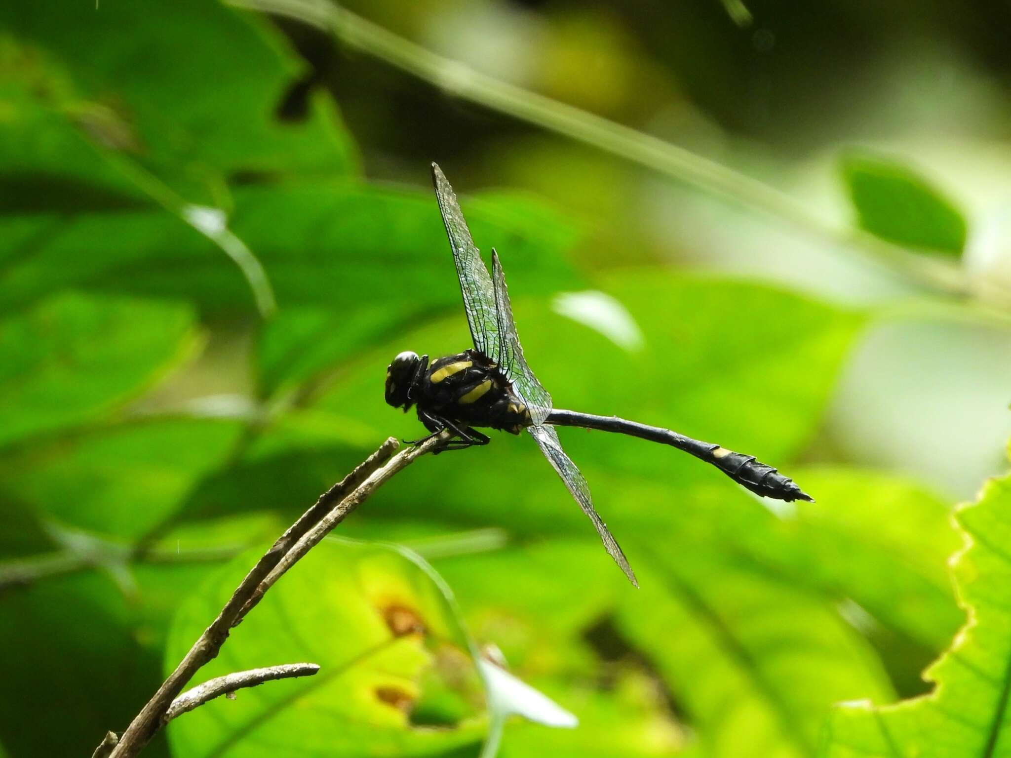 Imagem de Gomphidictinus perakensis (Laidlaw 1902)