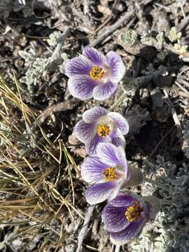 Image of Corynabutilon bicolor (Phil. ex K. Schum.) Kearney