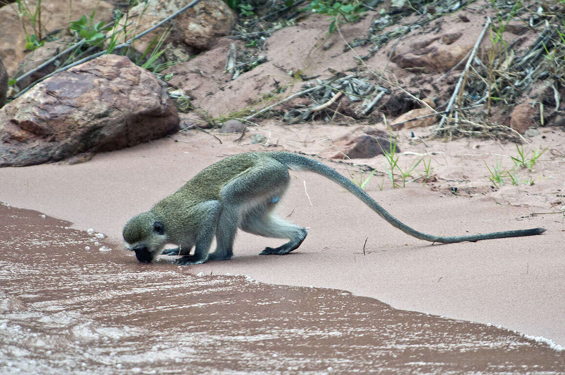 Image of Reddish-green Vervet Monkey