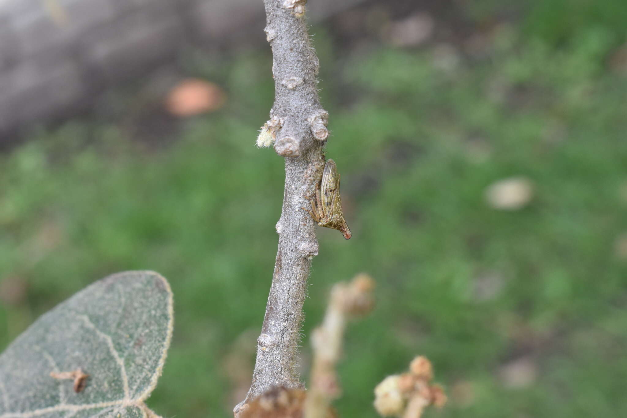 Aconophora laminata Fairmaire resmi