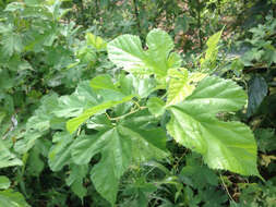 Image of white mulberry