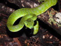 Image of Guatemala Palm Pit Viper