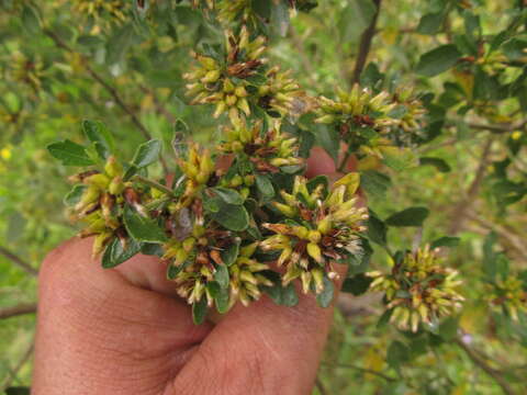 Imagem de Baccharis tridentata Vahl