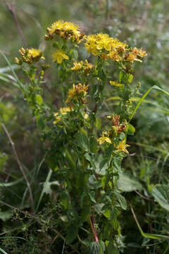 Image of spotted St. Johnswort