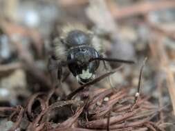 Image of Bradley's Andrena