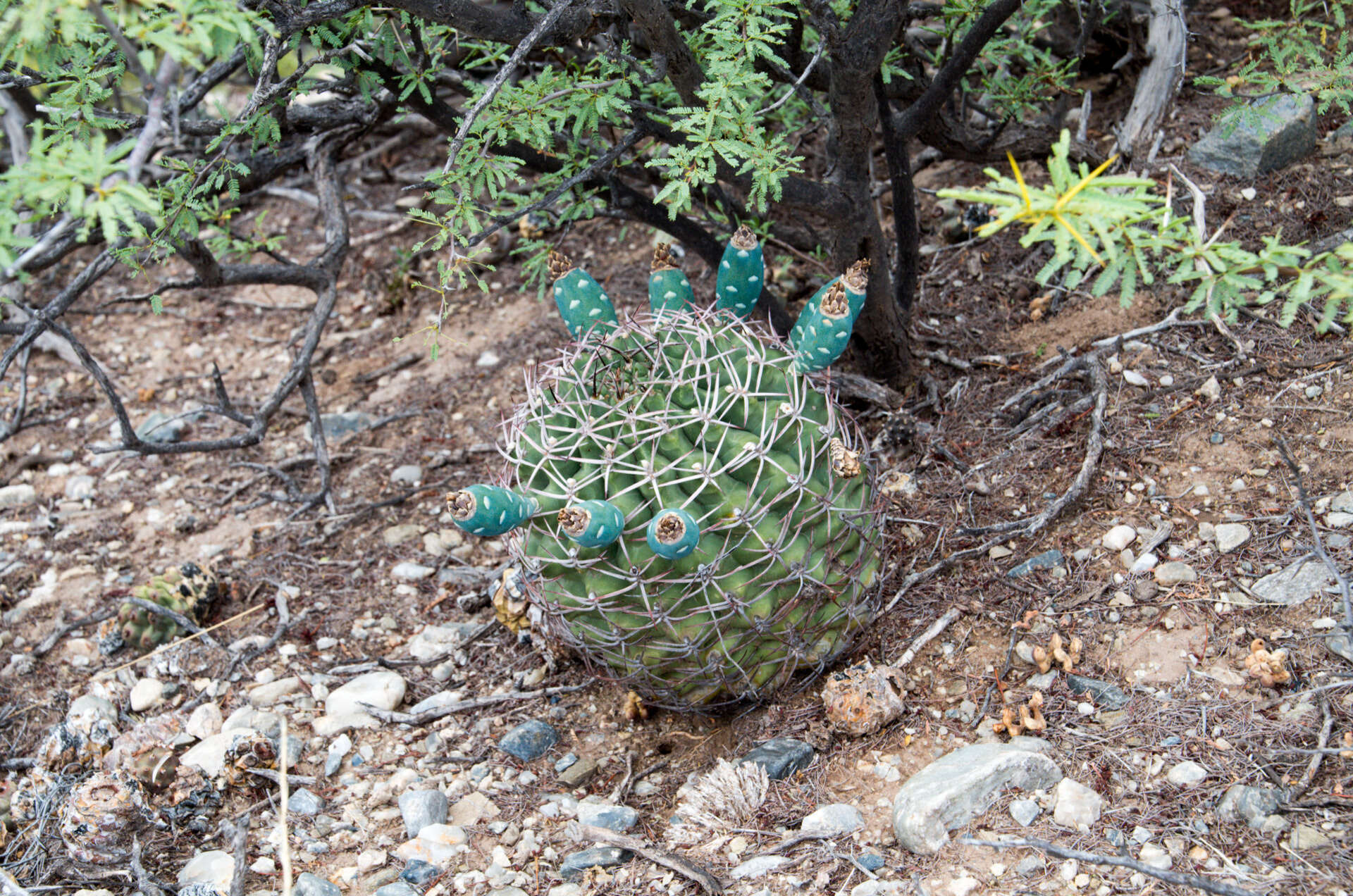 Image of Gymnocalycium schickendantzii subsp. schickendantzii