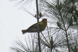 Image of Pine Warbler