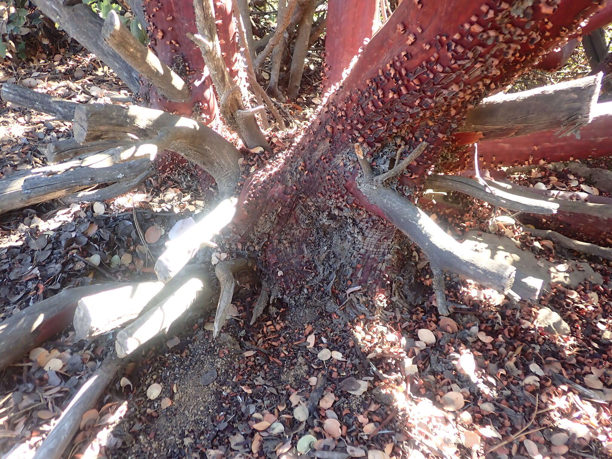 Image of Sonoma manzanita