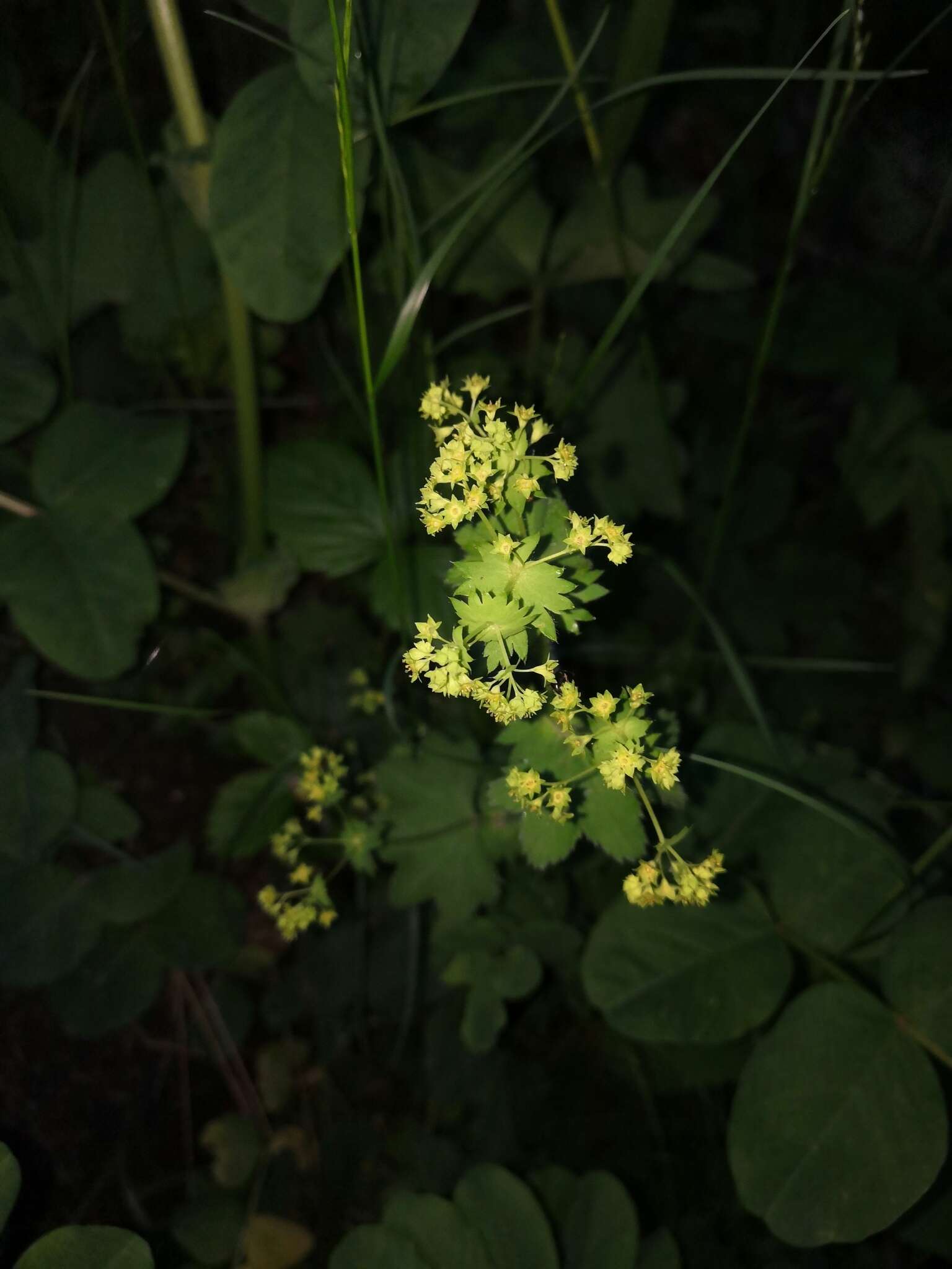 Image of Alchemilla micans Buser