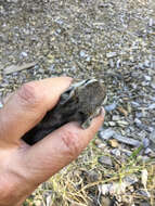 Image of lodgepole chipmunk