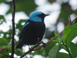 Image of Scarlet-thighed Dacnis