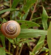 Image of Brown Lipped Snail