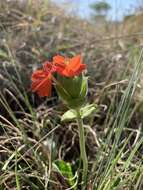 Image of Crossandra greenstockii S. Moore