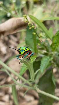 Image of Chrysocoris stollii (Wolff 1801)