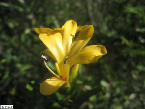 Image de Barleria alluaudii Benoist