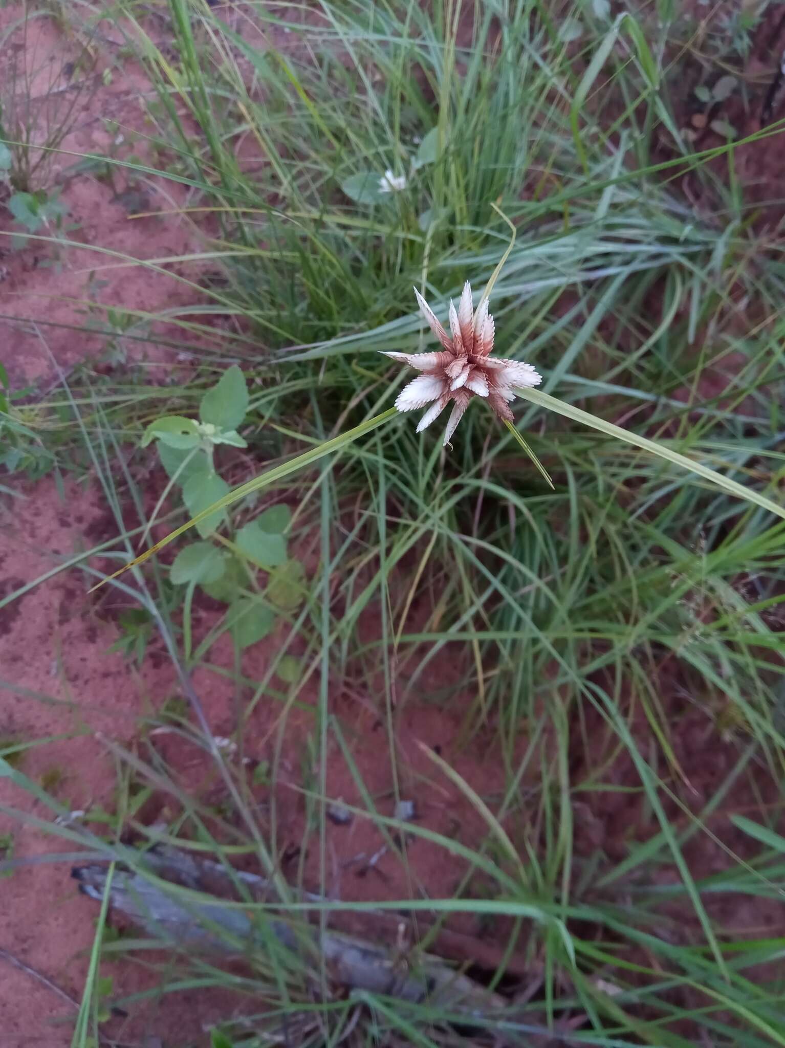 Image of Cyperus niveus Retz.