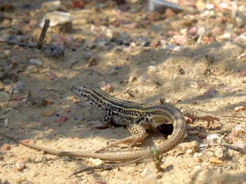 Image of Aspidoscelis neotesselatus (Walker, Cordes & Taylor 1997)