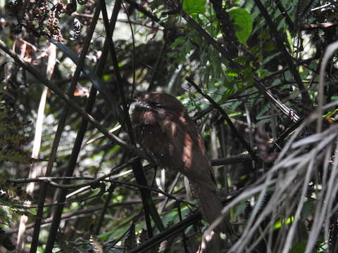 Image of Ceylon Frogmouth