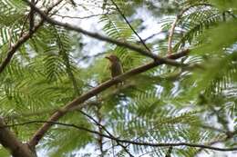 Image of Bornean Brown Barbet