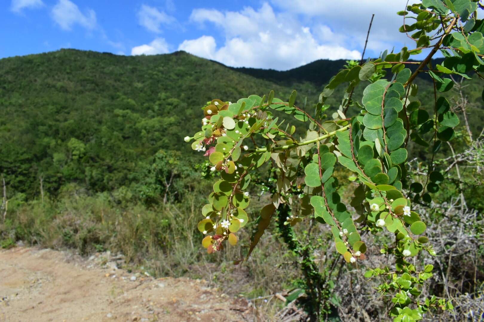 Phyllanthus nummularioides Müll. Arg.的圖片