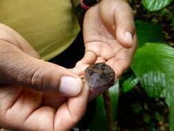 Image of Amazonian Horned Frog