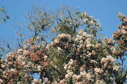Image of Cordia trichotoma (Vell.) Arrab. ex Steud.