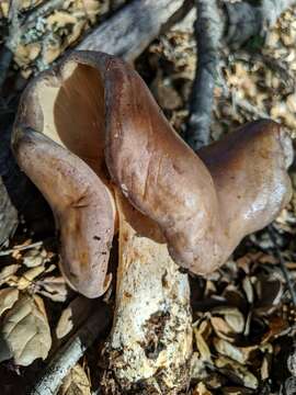 Слика од Lactarius argillaceifolius Hesler & A. H. Sm. 1979