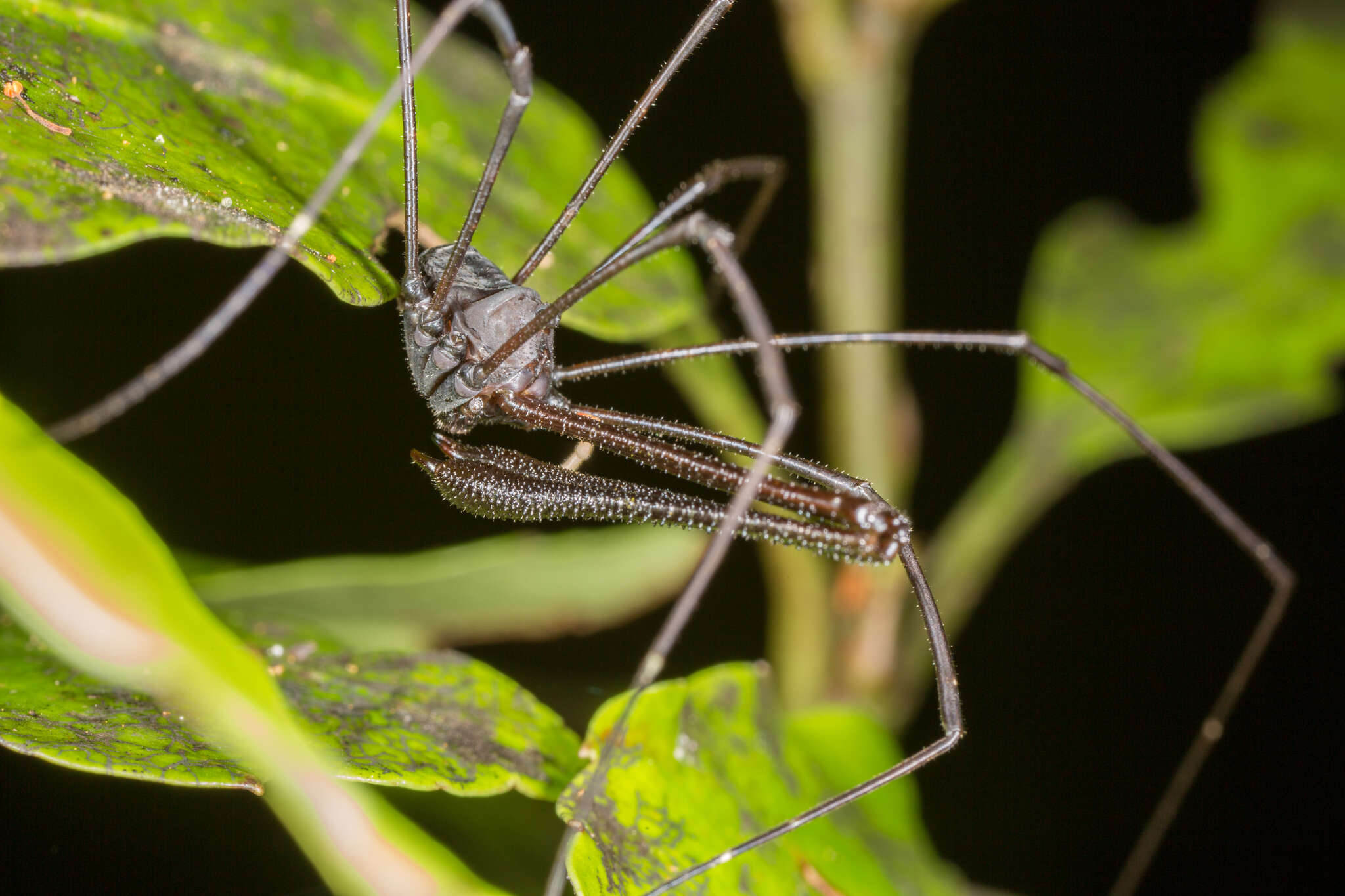 Sivun Pantopsalis cheliferoides kuva