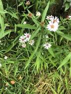 Image de Symphyotrichum salignum (Willd.) G. L. Nesom