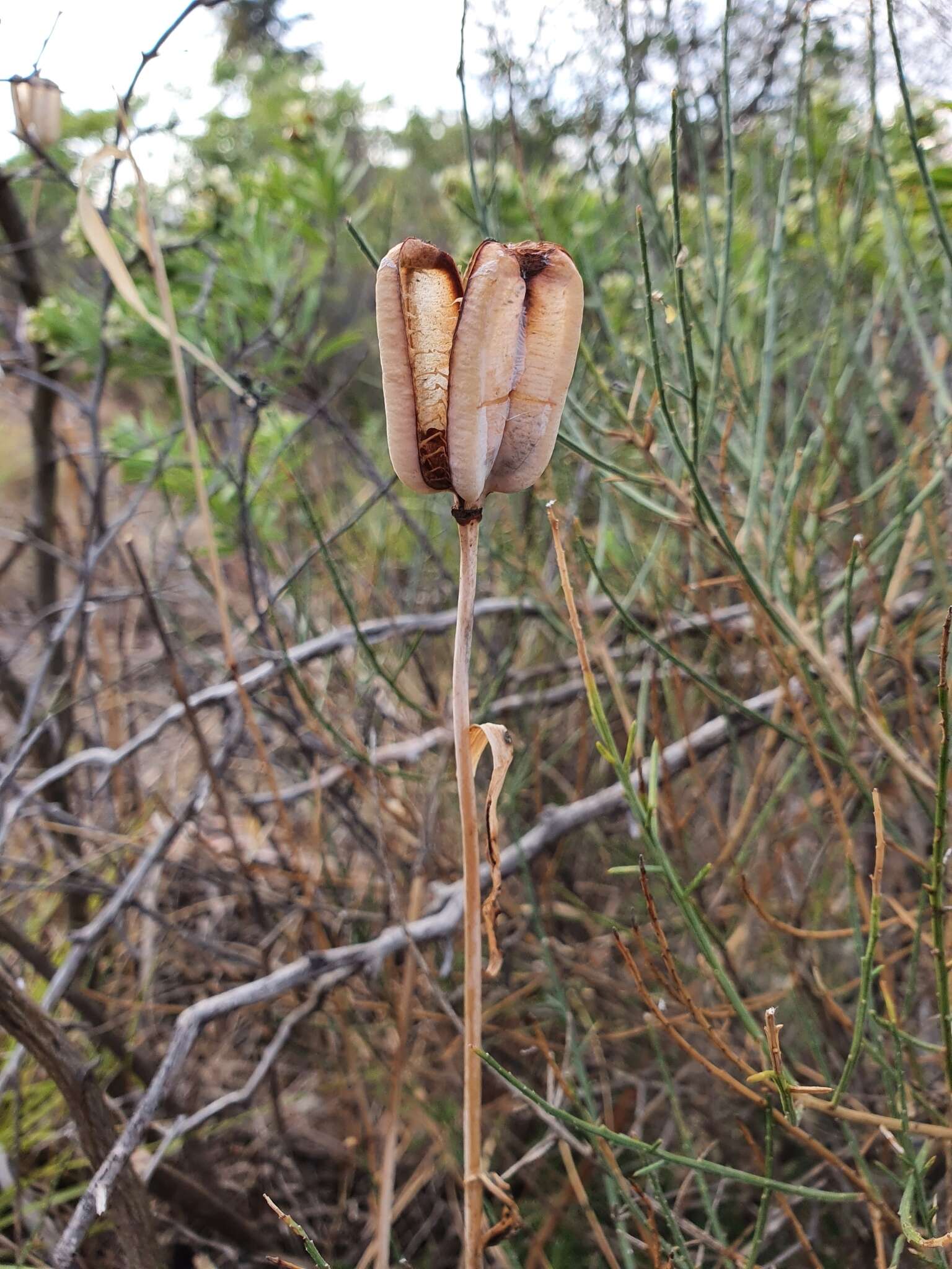 Image of Fritillaria oranensis Pomel