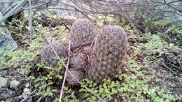 Imagem de Mammillaria mainiae K. Brandegee