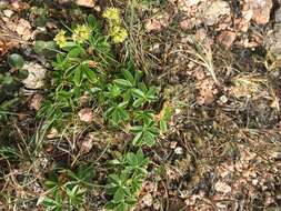 Image of Alpine Lady's-mantle