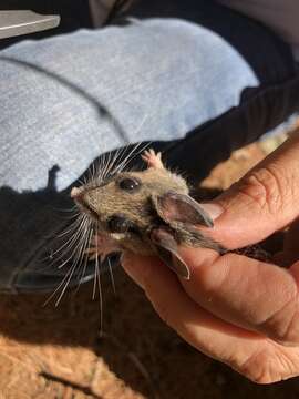 Image of Peromyscus melanotis J. A. Allen & Chapman 1897