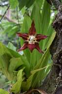 Image of Huntleya wallisii (Rchb. fil.) Rolfe